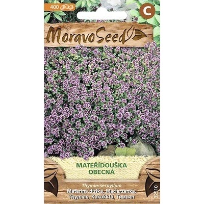 Materina dúška obyčajná semená MoravoSeed