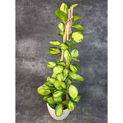 Hoya Australis Trikolor Piramid 15 cm