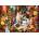 Castorland - Puzzle Wizard Kittens - 1 000 piese