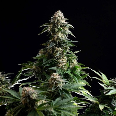 Kannabia Seeds Amnesia Dream XL Auto semienka neobsahujú THC 100 ks
