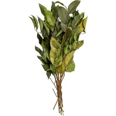 Stabilizovaná rastlina Salal bush 55 cm (10pcs)