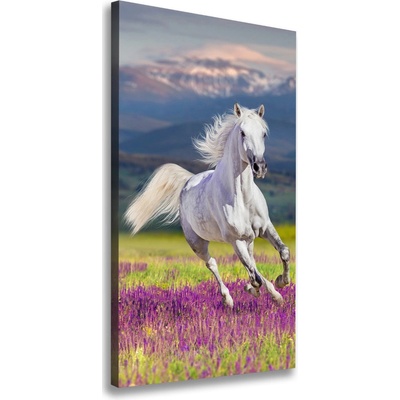 Vertikálny foto obraz na plátne Biely kôň cval 50x100 cm