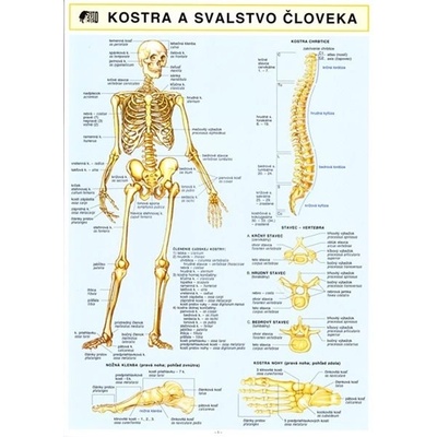 Kostra a svalstvo človeka A4