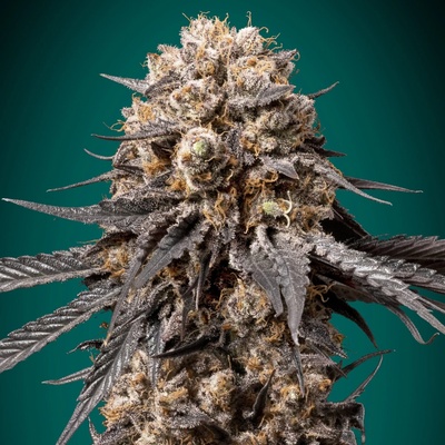 00 Seeds Bank Bubba's Gift semienka neobsahujú THC 3 ks