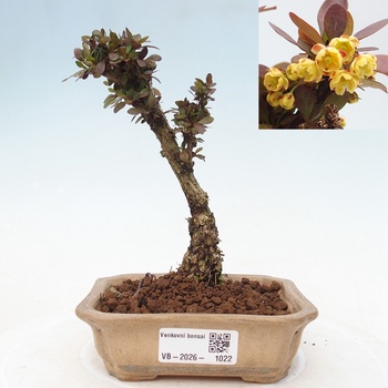 succulent bonsai Succulents Bonsai Flower seeds for Planting Premium Qua main image 1
