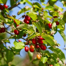Dřín obecný - Cornus mas - semena - 3 ks