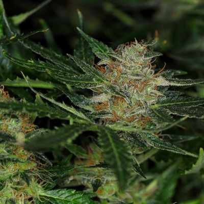 Kannabia Seeds Dream Sherbet semienka neobsahujú THC 100 ks