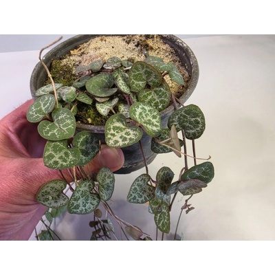 PlanBros flower Ceropegia