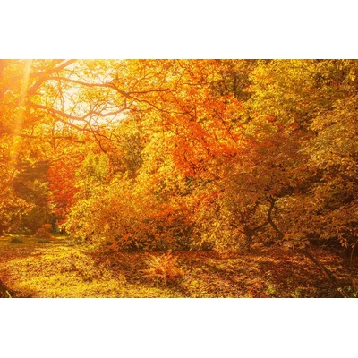 DIMEX ART Флизелинов фототапет есенни кленови дървета 375 x 250 см