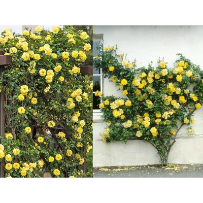 Ruža popínavá žltá, výška 150 -180 cm, kvetináč 5 l