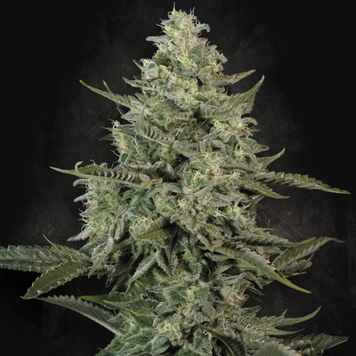 Paradise Seeds Mendo Crème semena neobsahují THC 10 ks