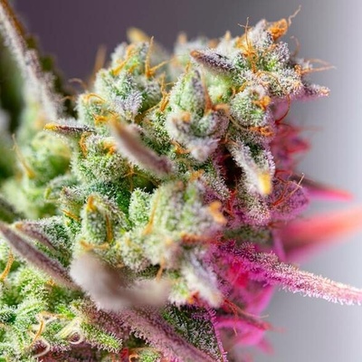 Sweet Seeds Sweet Mimosa XL AUTO semena neobsahují THC 3 ks