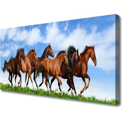 Obraz Canvas Cválajúci kone na pastvine 100x50 cm