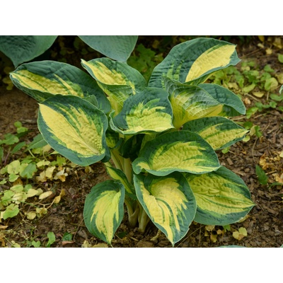 Hosta Great Expectations - Funkia, kont. 1 l