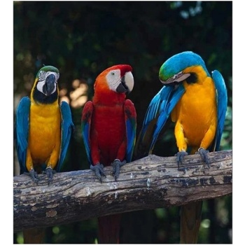 DIMEX ART s. r. o Флизелинов фототапет пъстри папагали ара 225 x 250 см