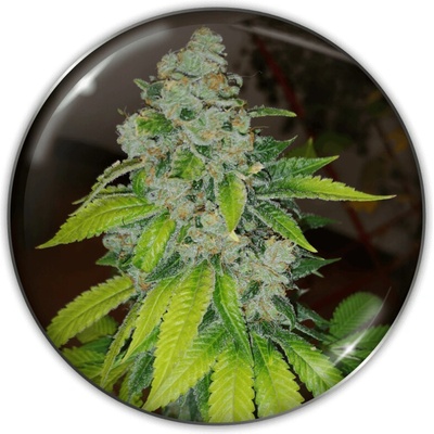 Medical Seeds Co. Zkittlez semienka neobsahujú THC 3 ks