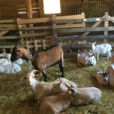 Na dva dny farmářem na Farmě Košík