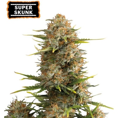 Seedstockers Super Skunk AUTO semena neobsahují THC 1 ks – Sleviste.cz