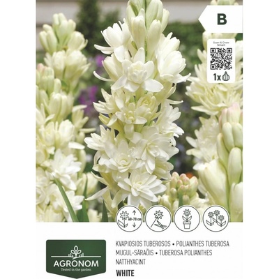 Seklos Тубероза полиантес - 1 бр луковицa