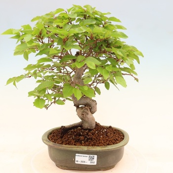 e-bonsai Venkovn bonsai -Carpinus coreana - Habr korejsk od 3 800 K -  Heureka.cz