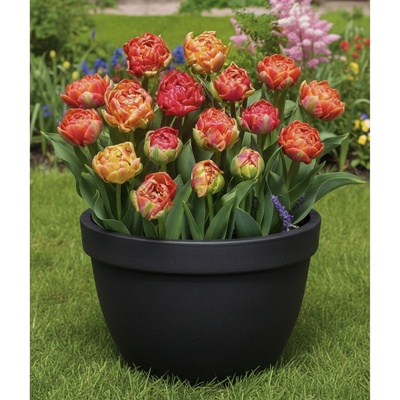 Sadbový set tulipánů Produkty: Tulipán 'Gudoshnik double' – Zbozi.Blesk.cz