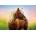 Educa - Puzzle Horse at sunrise - 500 piese
