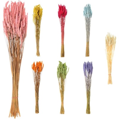 AKCIA!!!Celosia SUŠENÁ MIX FARBA/zv.