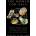 The World for Sale: Money, Power, and the Traders Who Barter the Earth's Resources