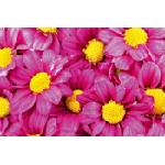 DIMEX ART Флизелинов фототапет розови далии 375 x 250 см