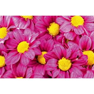 DIMEX ART Флизелинов фототапет розови далии 375 x 250 см