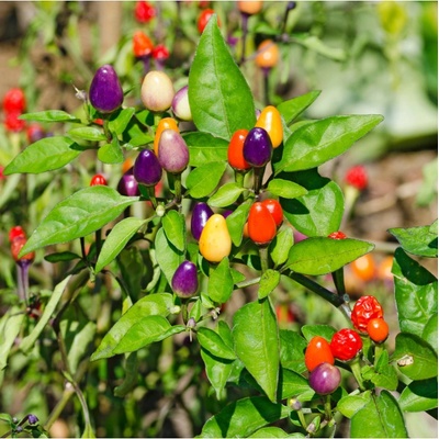 Chilli Bolivijská dúha - Capsicum annuum - semená chilli - 6 ks