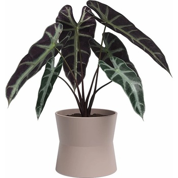 Artevasi Керамична саксия за цветя ø 14 cm Diana - Artevasi (ZAC-848588)