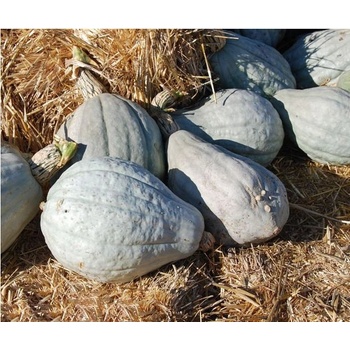 Tekvica Blue Hubbard - Cucurbita maxima - predaj semien - 7 Ks