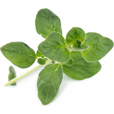 Véritable Lingot Oregano BIO