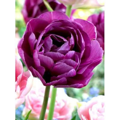 Tulipán pln. pozd. Blue Diamond 7 ks 11/12
