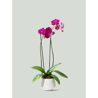 Orchidea darčekovo ozdobená na donášku