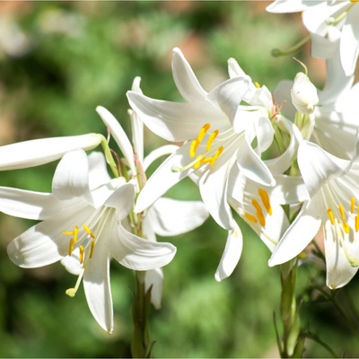 Ľalia biela liečivá - Lilium candidum - predaj cibuľovín - 1 ks