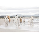 Komar 8-986 Fototapeta bílé koně 8 dílná White Horses rozměry 368 x 254 cm
