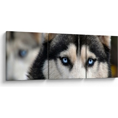 Obraz psa husky, třídílný 90x30 cm – Hledejceny.cz