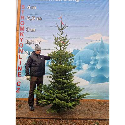 Stromkyonline.cz Živý, řezaný Vánoční stromek Jedle Kavkazská - 2150 - 282cm / Jedle Kavkazská
