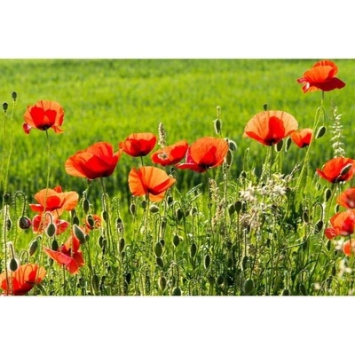 DIMEX ART Флизелинов фототапет маково поле 375 x 250 см