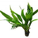 Microsorum pteropus Narrow