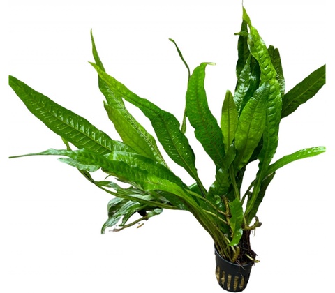 Microsorum pteropus Narrow