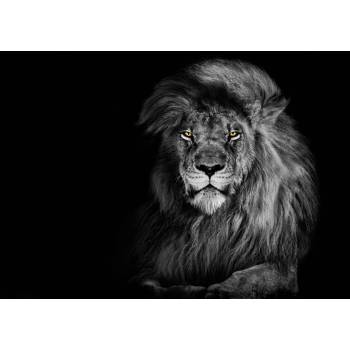 Pohlednice 3D Lion