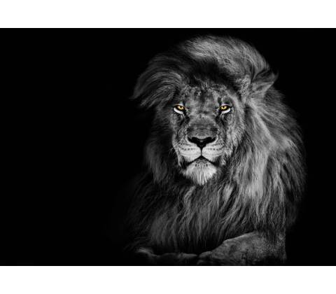 Pohlednice 3D Lion