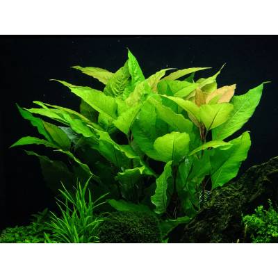 Hygrophila corymbosa