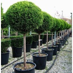  Cupressus ball - Кипарис една топка