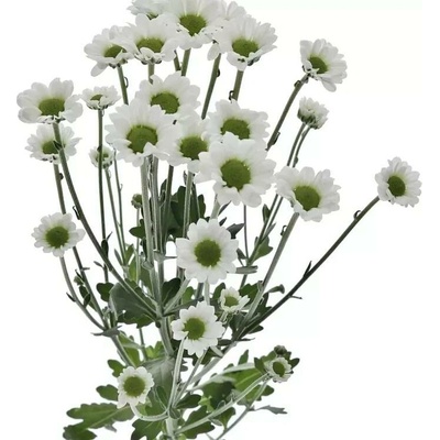 Chryzantéma SAN MADIBA LINDI WHITE 1100g (44g / 1ks)