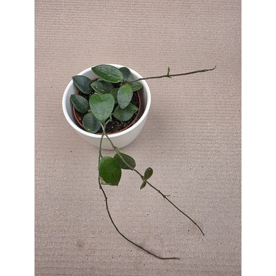 Hoya Chouke 9 cm
