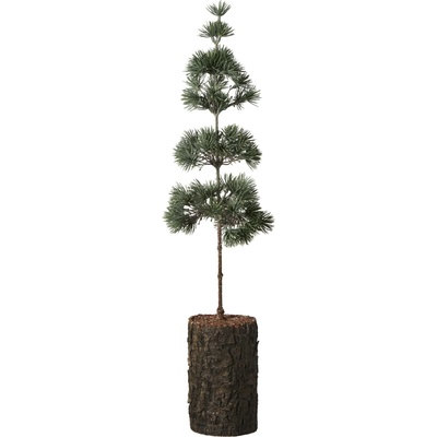Ib Laursen Umelý stromček Cedar Tree 60 cm